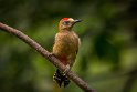 014 Tobago, roodkruinspecht